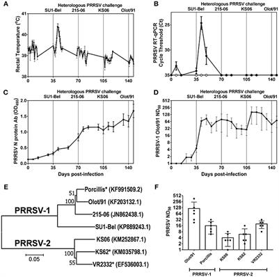 Establishment of Systems to Enable Isolation of Porcine Monoclonal Antibodies Broadly Neutralizing the Porcine Reproductive and Respiratory Syndrome Virus